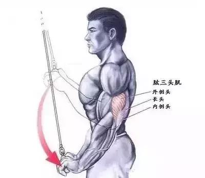 壮健的手臂才是真男人，6个动作刺激手臂肌肉！