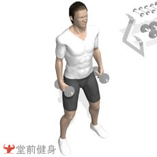 哑铃锤式弯举